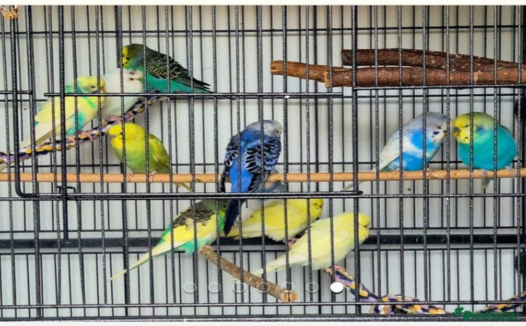 Mixed Breed birds - Advert 3