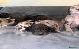 Great Dane dogs for sale: Outstanding litter of Great Danes  - Image 15