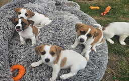 Jack Russell dogs for sale: Pure jack russell puppies  - Image 11