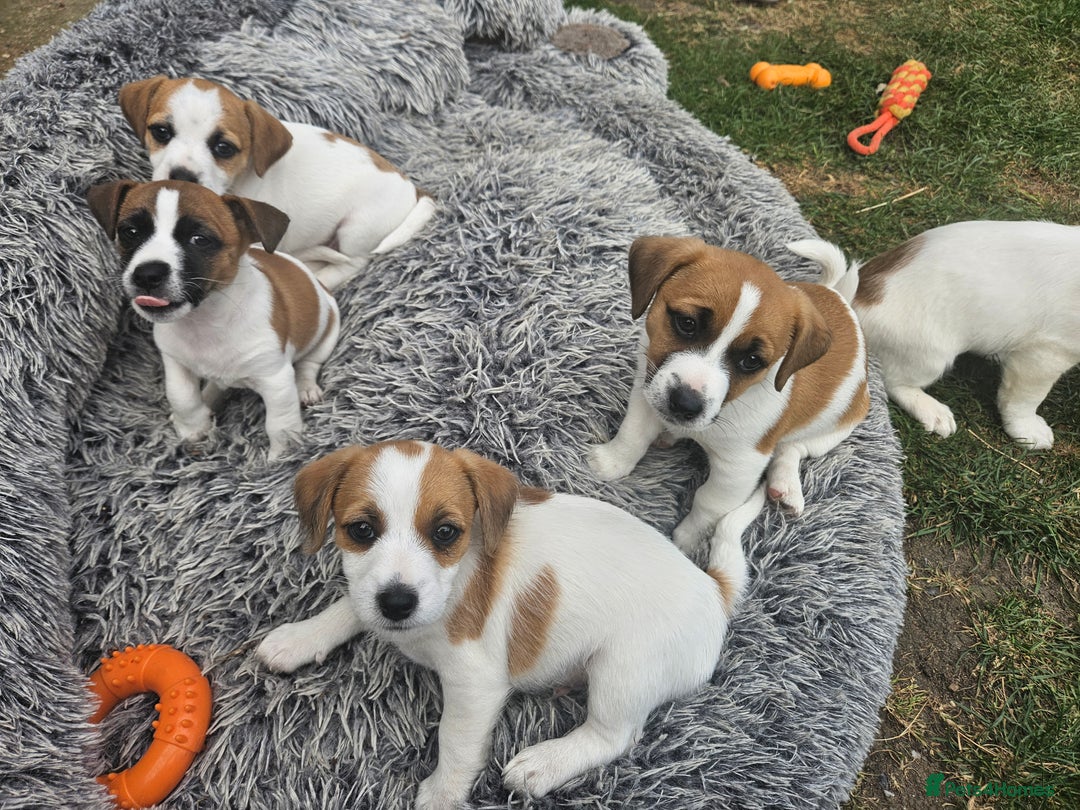 Jack Russell dogs for sale: Pure jack russell puppies  - Image 11