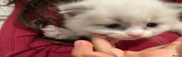 Ragdoll cats for sale: Child Friendly Ragdoll and Ragdoll Cross Kittens  - Advert 2