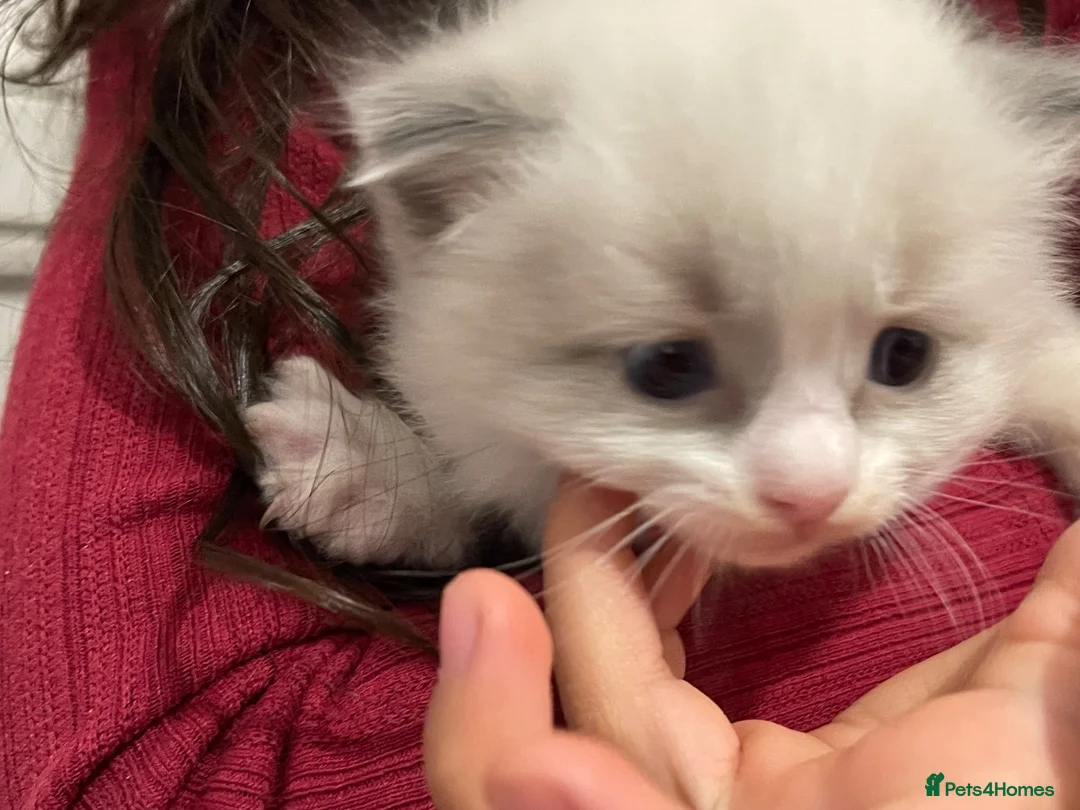 Ragdoll cats for sale: Child Friendly Ragdoll and Ragdoll Cross Kittens  - Advert 2