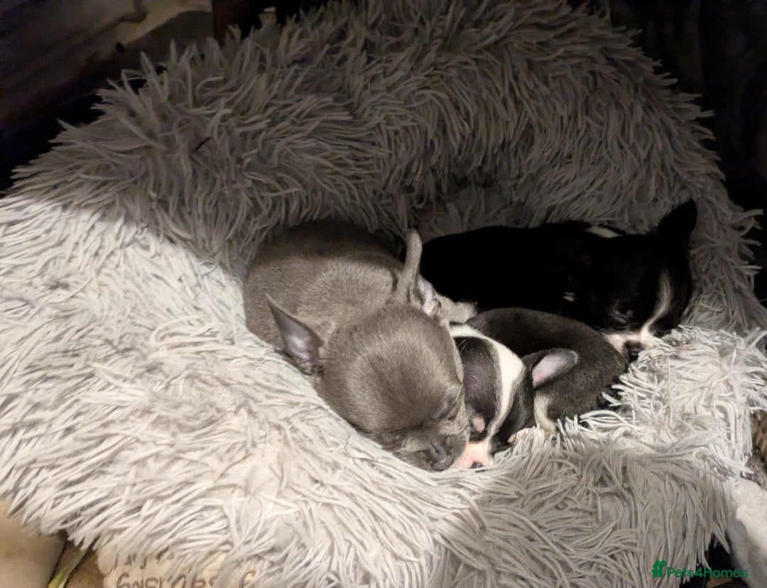 Chihuahua dogs for sale: Rare colour and tiny pedigree Chihuahuas  - Advert 3