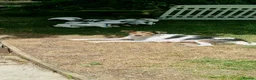 Jack Russell dogs for sale: KC Registered  Jack Russell Puppy in Exeter - Advert 2