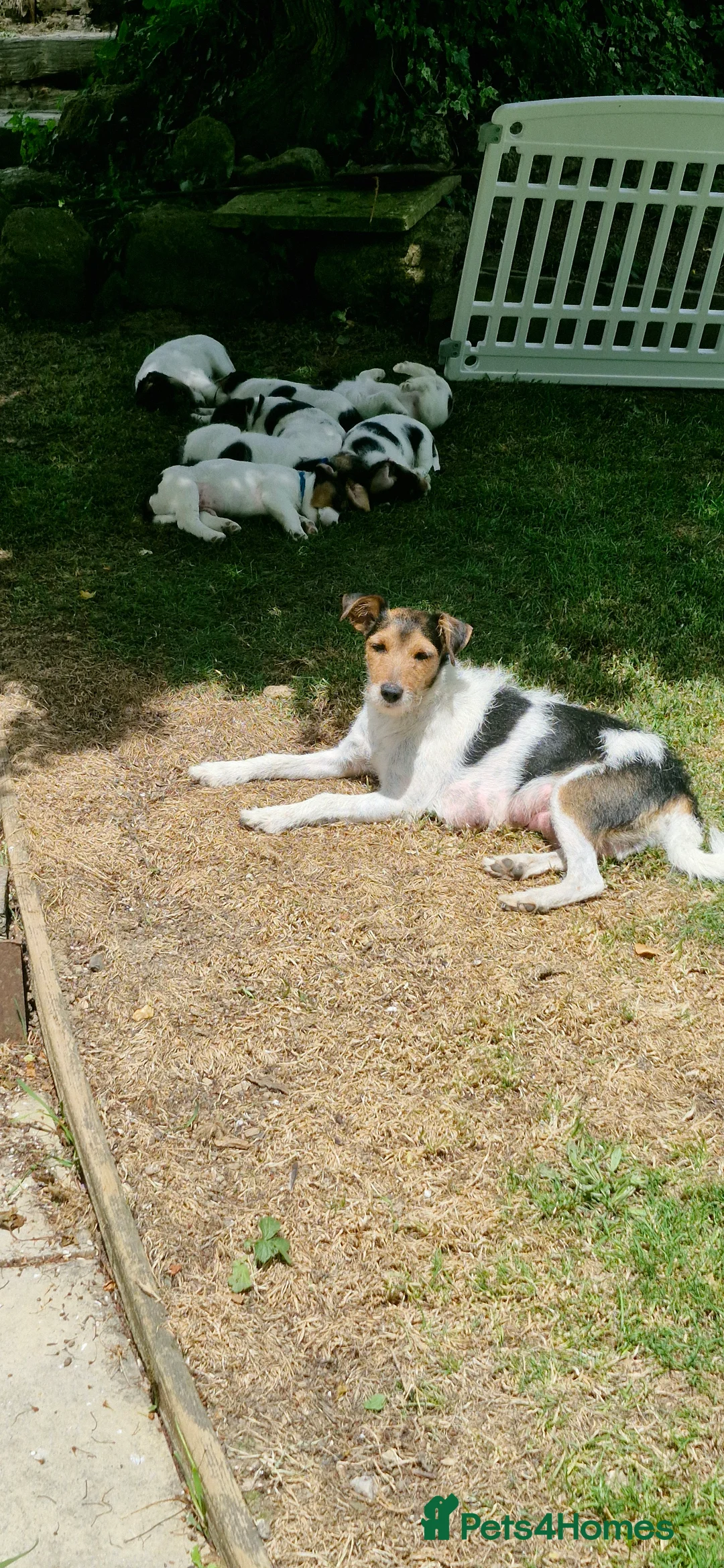 Jack Russell dogs for sale: KC Registered  Jack Russell Puppy in Exeter - Advert 2