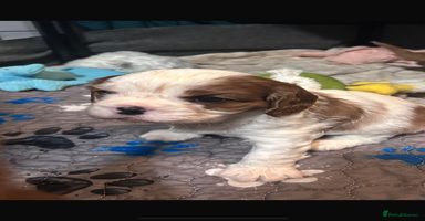 Cavalier King Charles Spaniel dogs King Charles, 1 Blenheim Puppy Available  - Advert 12