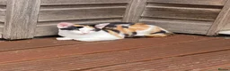 Mixed Breed cats for sale: Luna  - Advert 2