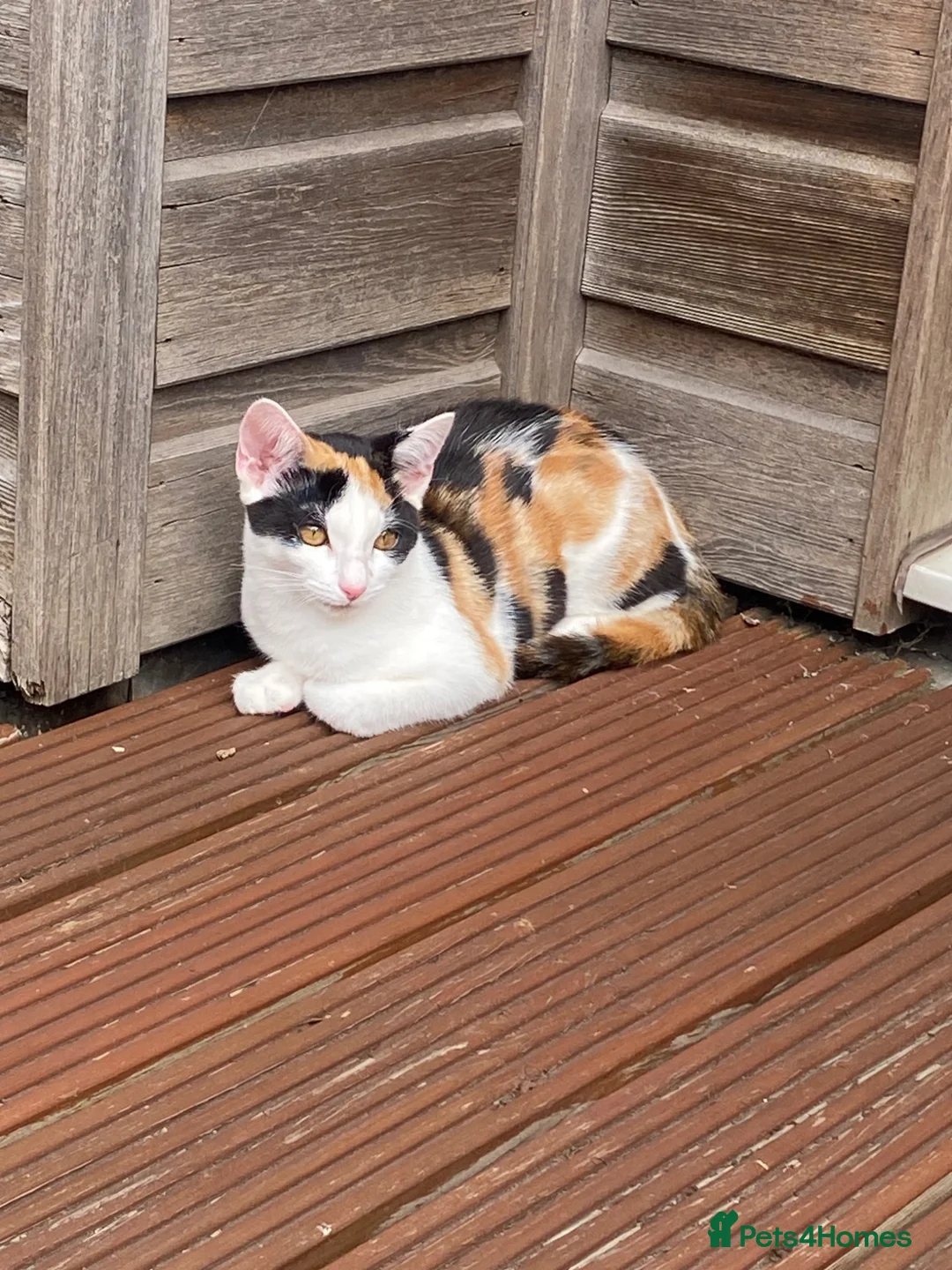 Mixed Breed cats for sale: Luna  - Advert 2