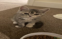 Persian cats for sale: 3 beautiful Persians for sale in Cheltenham - Image 4