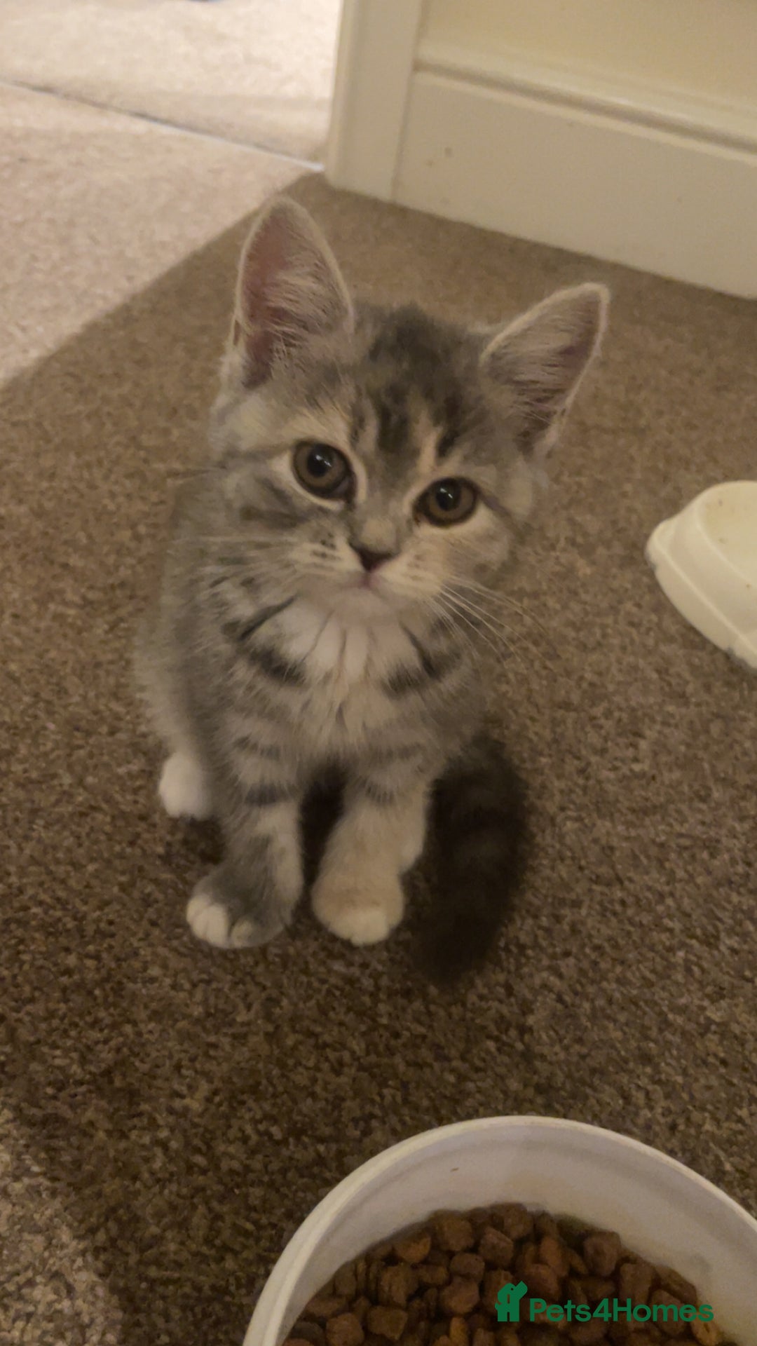Persian cats for sale: 3 beautiful Persians for sale in Cheltenham - Image 4
