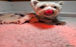 West Highland Terrier dogs for sale: Mr P Bradford  - Image 7