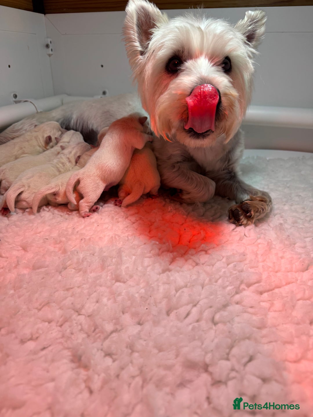 West Highland Terrier dogs for sale: Mr P Bradford  - Image 7