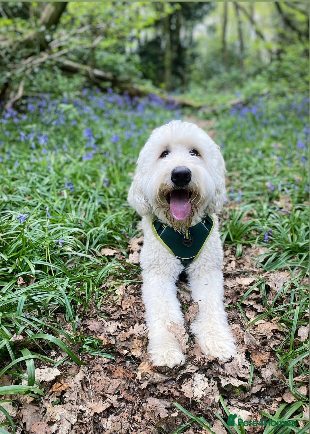 Goldendoodle dogs for stud: 2nd Generation Goldendoodle - Image 4