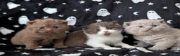British Shorthair cats for sale: British shorthair kittens  - Advert 1