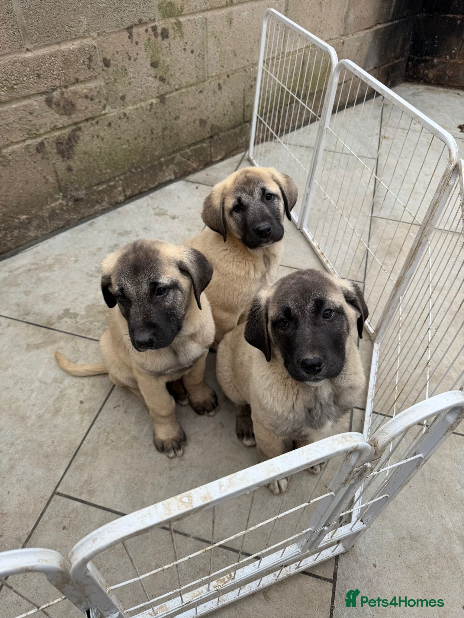 Turkish Kangal dogs Turkish Kangal puppies  - Advert 1
