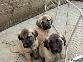 Turkish Kangal dogs Turkish Kangal puppies - Advert 1