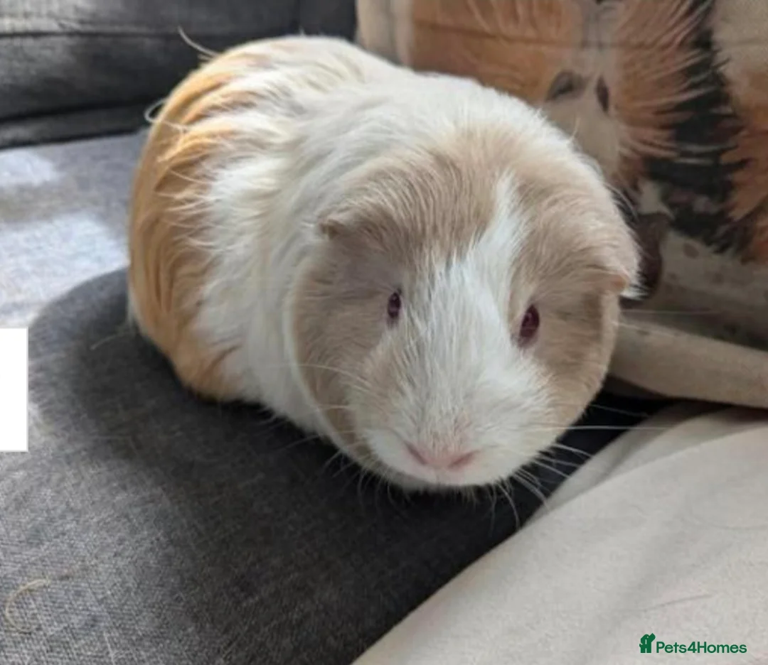 Guinea Pig rodents for sale: Guinea pig females  - Advert 1