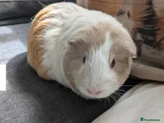 Guinea Pig rodents Guinea pig females - Advert 1