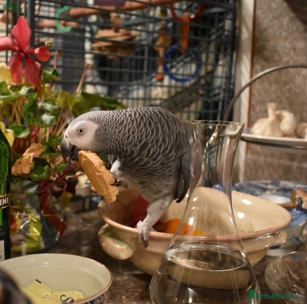 Parrots birds Timneh African Greys for sale  - Advert 1