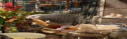 Parrots birds for sale: Timneh African Greys for sale  in Chorley - Advert 1