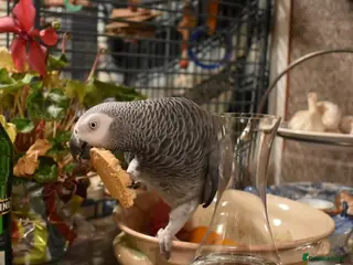 Parrots birds Timneh African Greys for sale - Advert 16