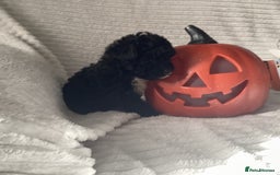 Jackapoo dogs for sale: 2 Toy poodle 3/4 Boys - Image 14