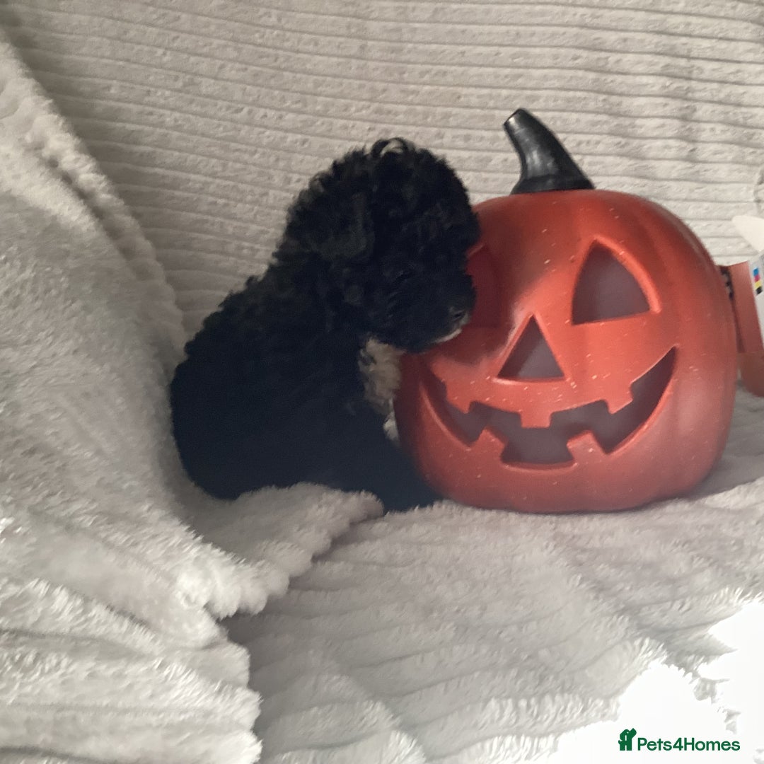 Jackapoo dogs for sale: 2 Toy poodle 3/4 Boys - Image 14