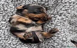 Miniature Dachshund dogs for sale: Miniature Dachshund puppies - Image 17