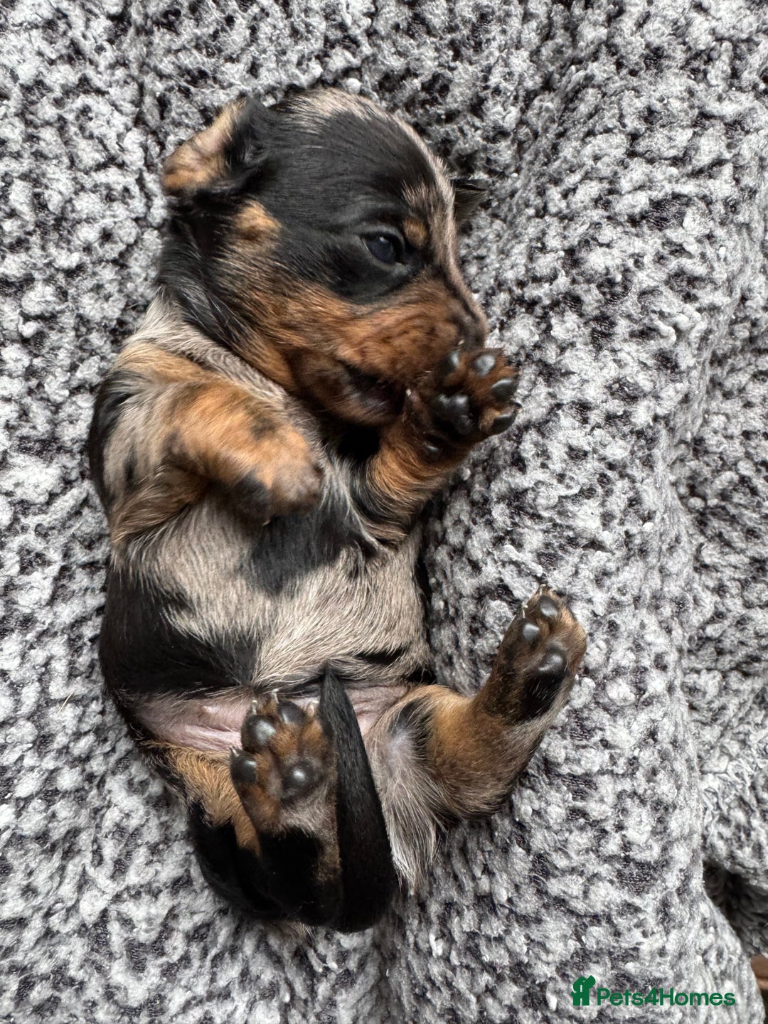 Miniature Dachshund dogs for sale: Miniature Dachshund puppies - Image 17