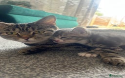 British Shorthair cats for sale: Loving kittens - Image 2