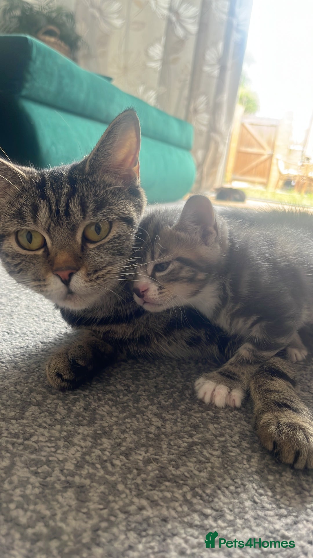 British Shorthair cats for sale: Loving kittens - Image 2