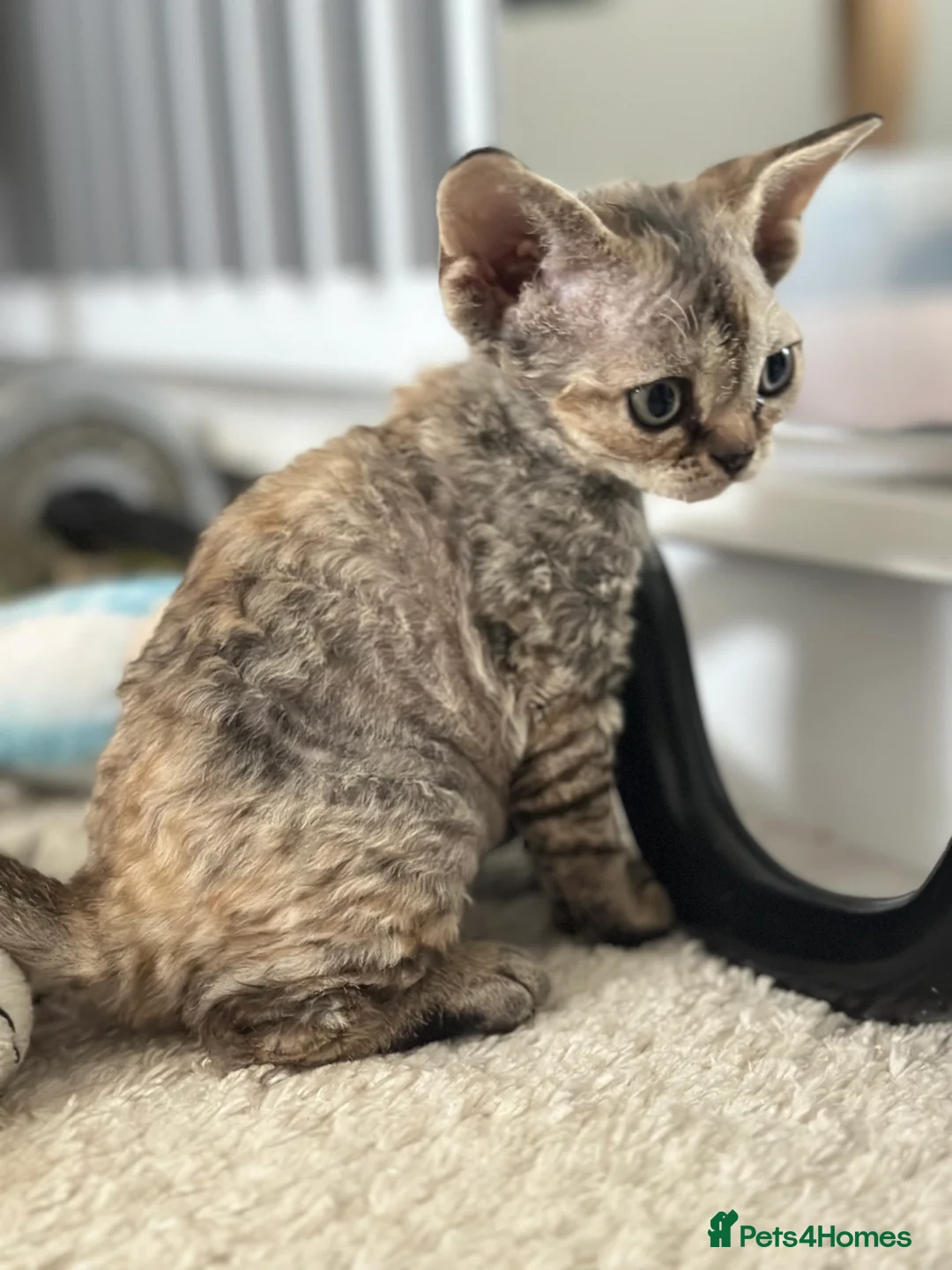 Devon Rex cats for sale: Devon  in London - Advert 10