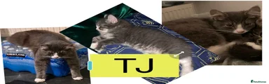Domestic Shorthair 5 TJ