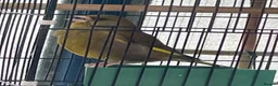 Finches birds for sale: Green finch  in London - Advert 9