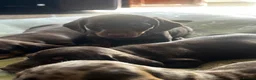 Miniature Dachshund dogs for sale: ONE Gorgeous boy Health tested KC parents  - Advert 12