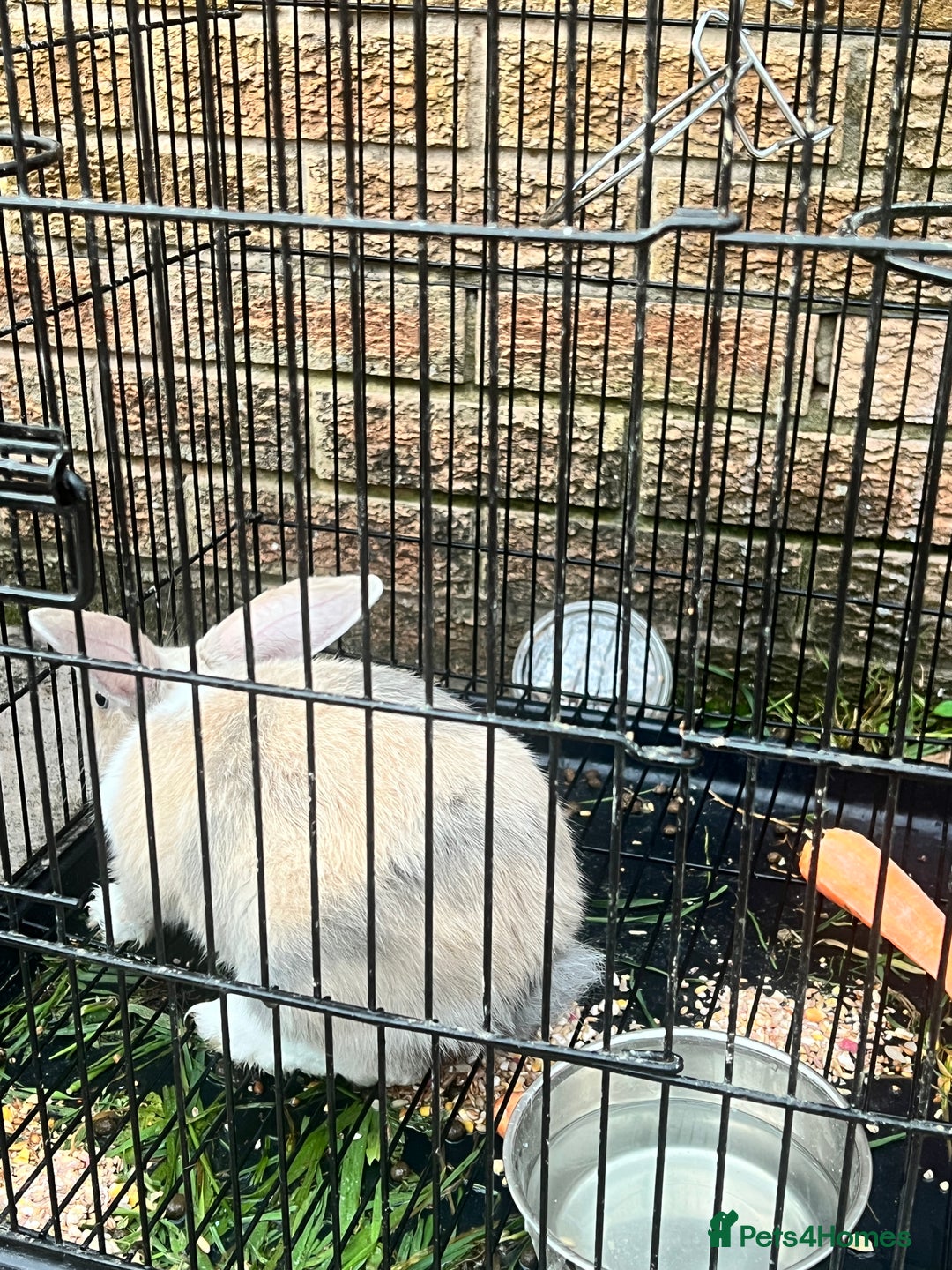 Beveren rabbits for sale: Two lovely rabbits looking for a new home  - Image 4