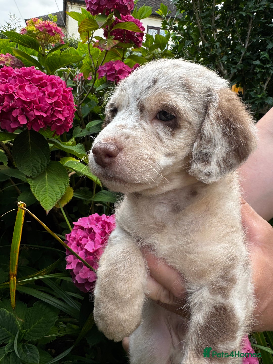 Labradoodle dogs for sale: One beautiful F1B Labradoodle puppy left!  - Image 10
