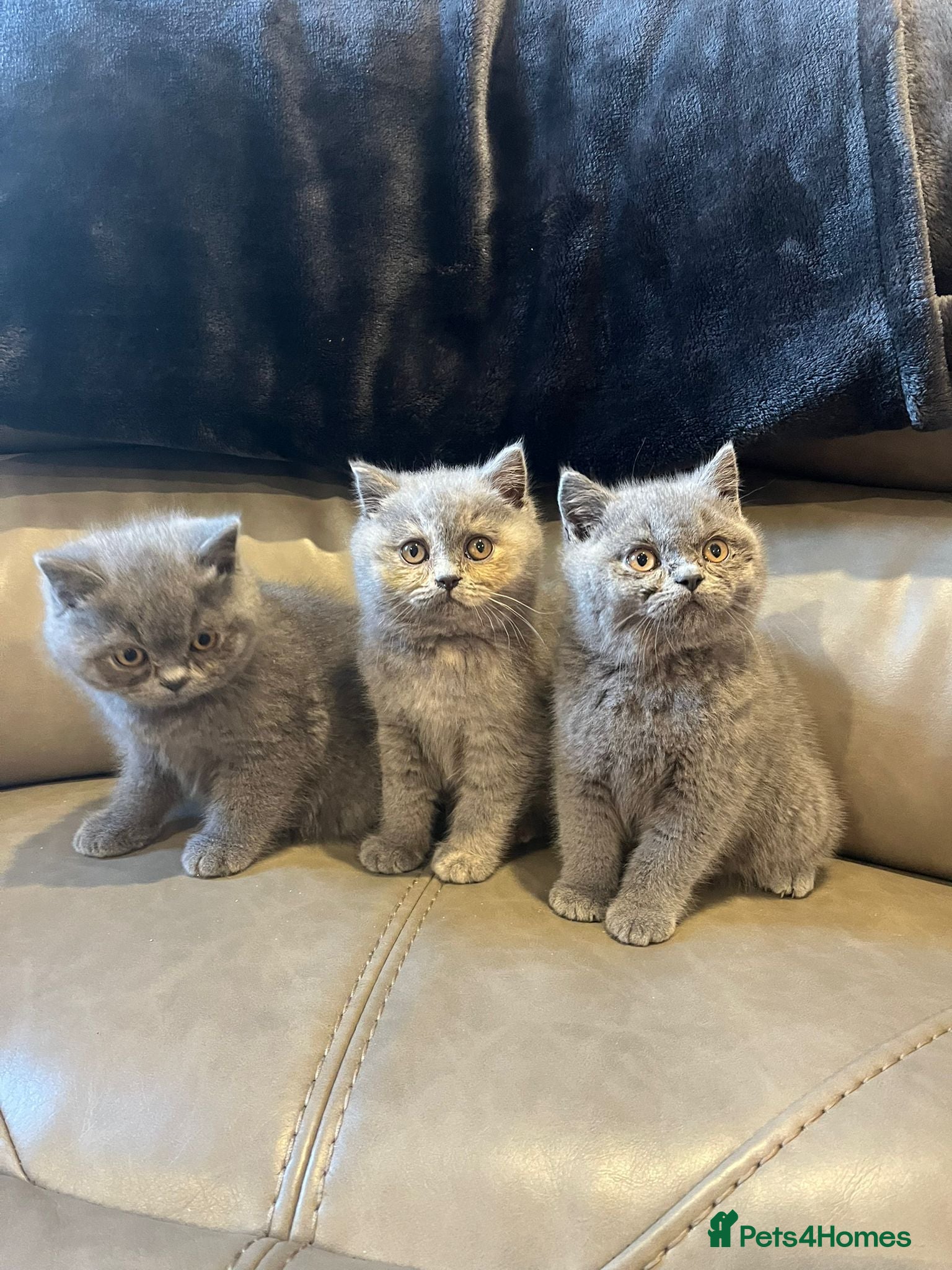 British Shorthair cats British Shorthair  - Advert 3