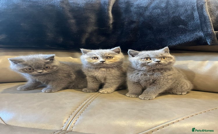 British Shorthair cats - Advert 13