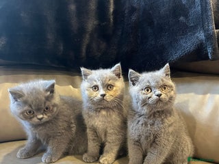 British Shorthair cats - Advert 2