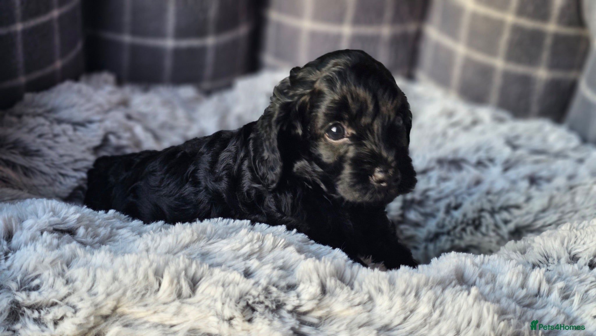 Cavapoo dogs DNA Health Tested Red F1B Cavapoo Puppies - Advert 2