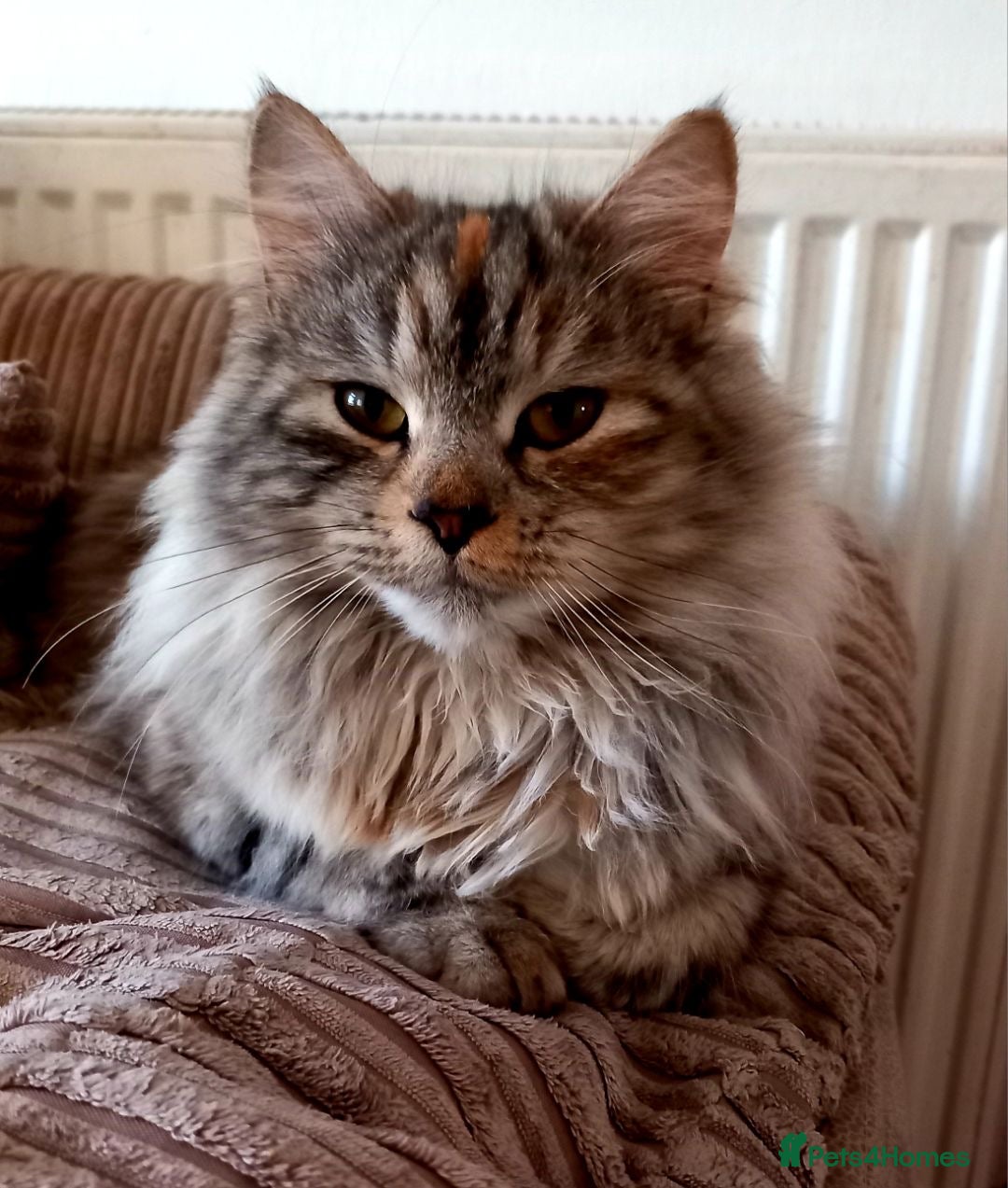 Mixed Breed cats Maine coon x chinchilla Persian kitten - Advert 1