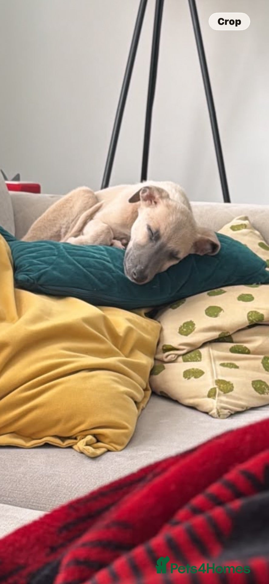 Whippet dogs 9 week old Fawn Whippet puppy - Advert 1
