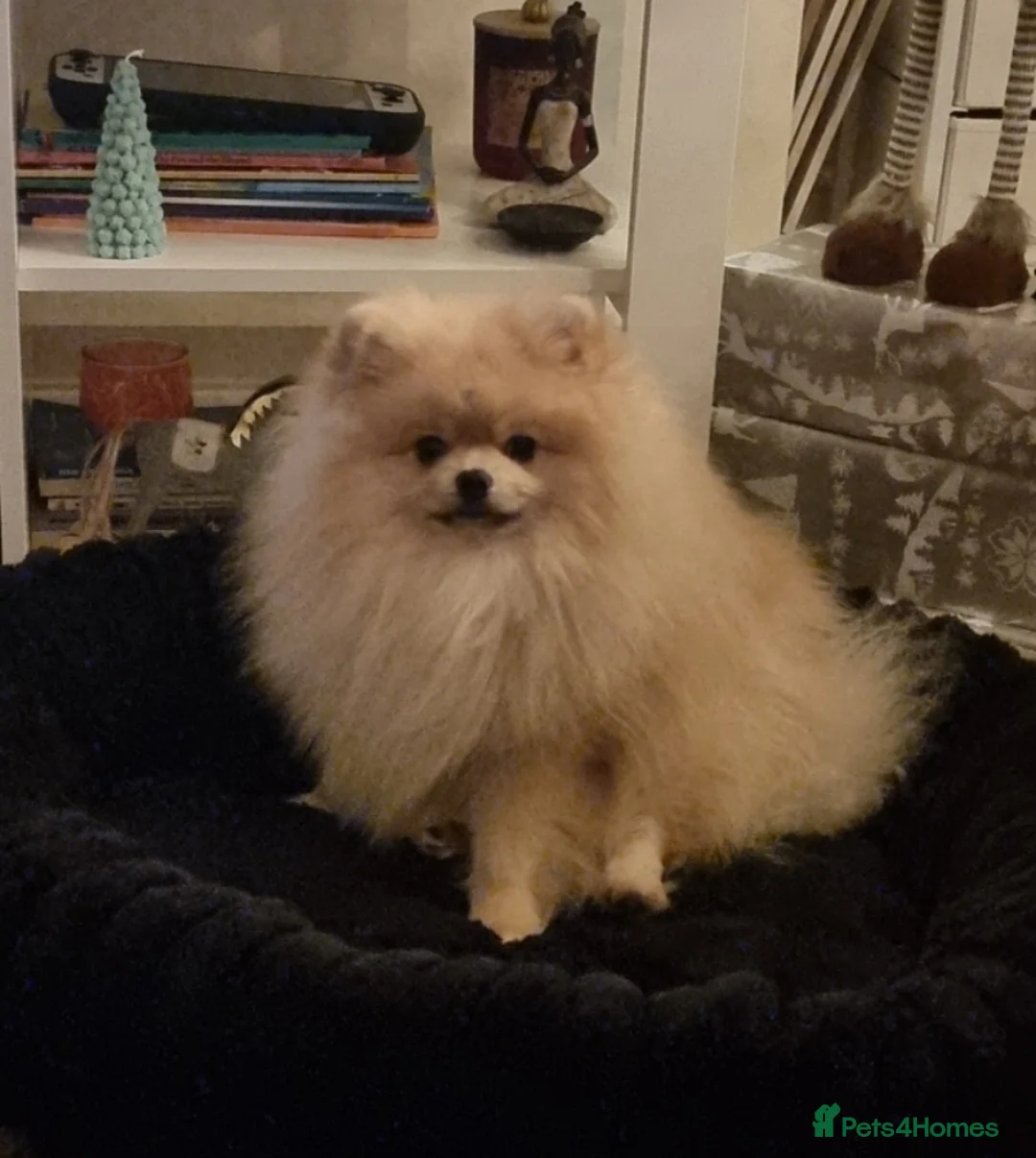 Pomeranian dogs for sale: Pomeranian Joy male in Grimsby - Advert 2