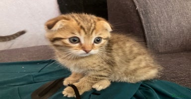 Scottish Fold cats - Advert 16