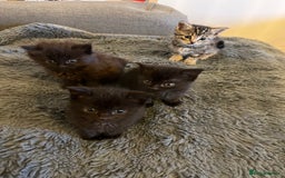 British Longhair cats for sale: Beautiful, playful kittens  - Image 2