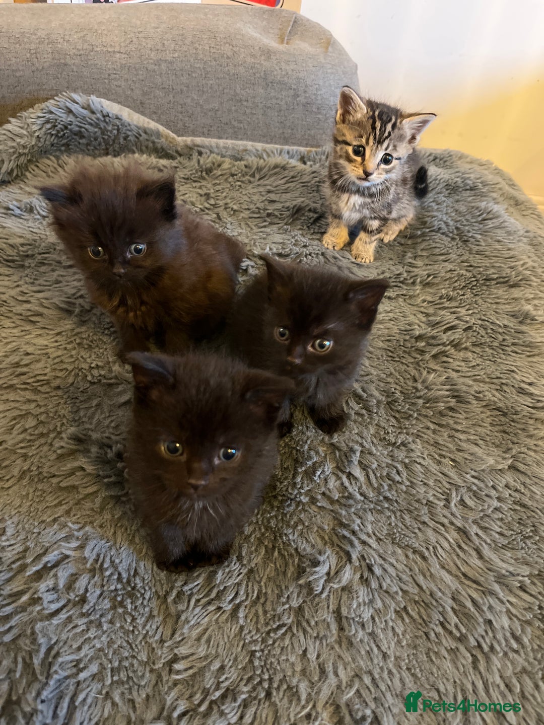 British Longhair cats for sale: Beautiful, playful kittens  - Image 2