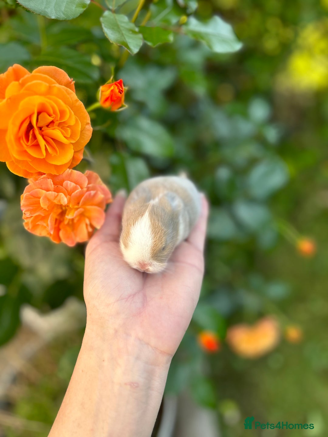Mini Lop rabbits for sale: ⭐ PEDIGREE MINI LOP BABY BUNNIES ⭐  - Image 13