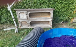 Guinea Pig rodents for sale: Male and female Guinea pig's  - Image 5