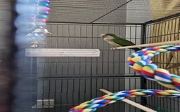 Parrots birds for sale: Quaker parrot  - Image 2